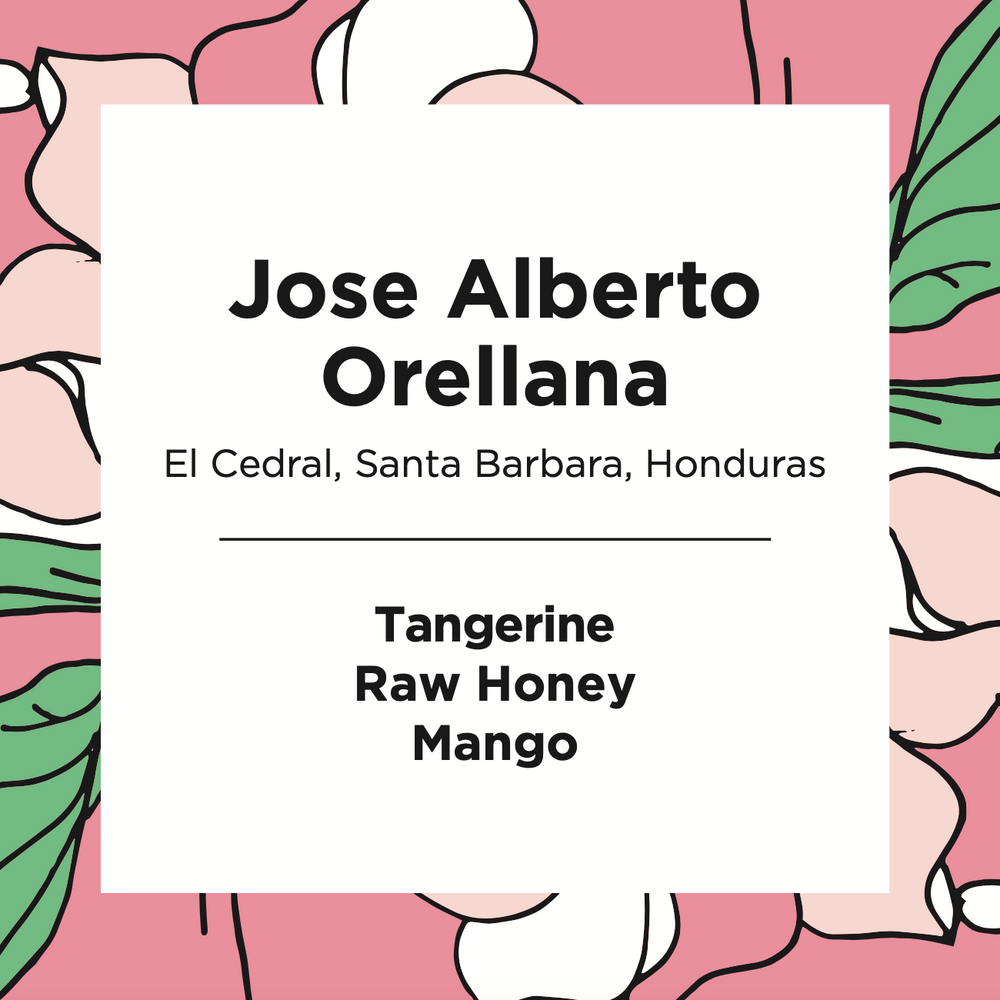 Jose Alberto Orellana | Honduras | Washed